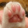 癒される～プニプニ肉球カタログ１００選