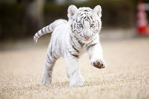 ももクロも取材して抱っこした ホワイトタイガーの赤ちゃん一般公開 東武動物公園 おにぎりまとめ