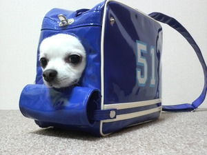 カバン犬 かばんに入ったカワイイ犬の画像を集めてみた おにぎりまとめ