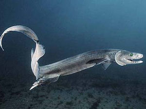 深海魚 ラブカ 映像がすごいs っﾟdﾟ っ おにぎりまとめ