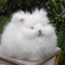 はぁぁ～・・・見ているだけで癒される！？可愛いウサギ達の画像！