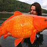 金魚が野生化ー超でっかい巨大化金魚ー