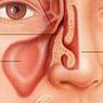 鼻水・鼻くその色で体調を見分ける方法　【鼻の構造についての雑学】