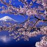 春はすぐそこ。さぁ、お花見に行こう！『北海道・東北地方』のお花見スポット