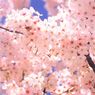【お花見】春に聴きたい!ノリノリで楽しくなれる桜ソング