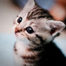 世界一かわいい猫　他　１００匹の写真