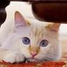 年間3億円以上稼ぐシャネルデザイナーの猫画像集！【カール・ラガーフェルドの猫シュペット】