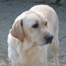 許せない！盲導犬が数箇所刺されるも主人を守っていた。