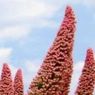 Echiumエキウム｜地を覆うブルガレ・天を刺すピニナナやウィルドプレッティの宝石の塔には何万もの花