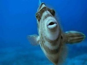 閲覧注意 おどろき ブサイクな魚の画像まとめ おにぎりまとめ