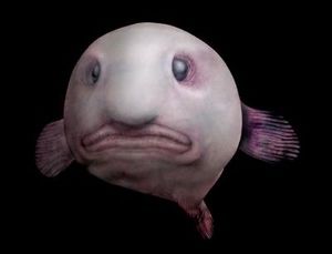 閲覧注意 おどろき ブサイクな魚の画像まとめ おにぎりまとめ