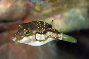 Twitterで話題のキタマクラ いったい何 おにぎりまとめ