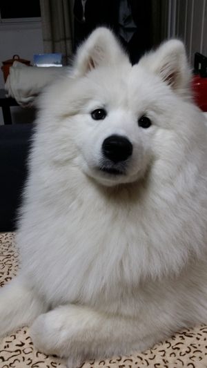 サモエド もふもふ画像 愛さずにいられない おにぎりまとめ