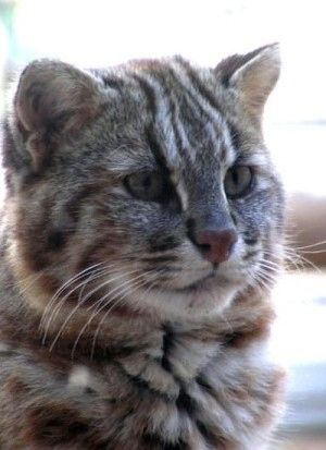 動物 天然記念物で絶滅危惧の猫ツシマヤマネコ １５年間飼育している男性がいた ニュース おにぎりまとめ