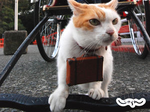 じゃらんのにゃらんマニアcollection ねこ にゃらんのcm動画 壁紙ざんまい あー かわゅ おにぎりまとめ