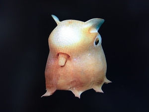 変な生き物だらけ 深海魚の魅力 30選 おにぎりまとめ