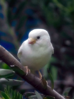 世界でも希少なアルビノで純白のスズメがオーストラリアで発見される おにぎりまとめ