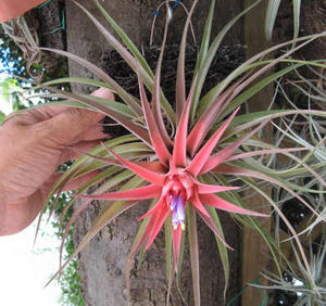 エアプランツ チランジア ベルティナ画像集 Tillandsia ティランジア おにぎりまとめ