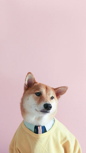 可愛い犬ワンちゃんのイラスト スマホ Iphone壁紙 画像 待ち受け画面 おにぎりまとめ