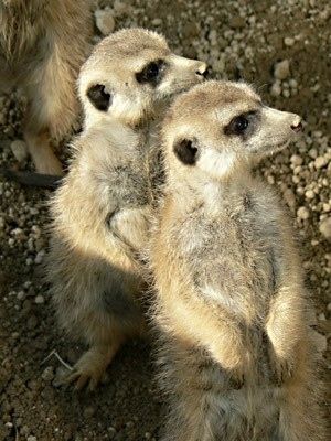 可愛いミーアキャットの写真 画像まとめ おにぎりまとめ