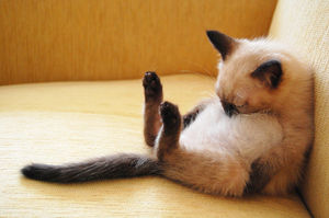 猫癒し画像まとめ２ W おにぎりまとめ