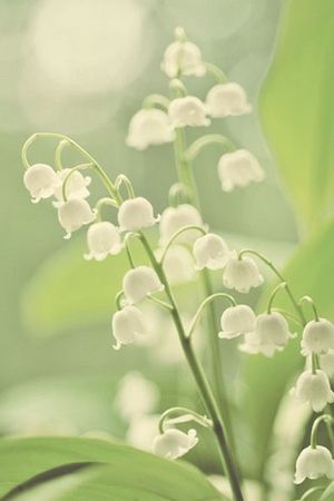 5月の すずらんの画像 花 おにぎりまとめ