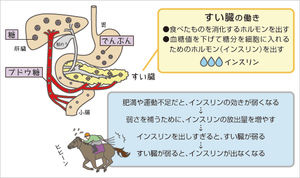 膵臓 すい臓 とは どんな臓器か なぜ 膵臓 すい臓 がんになるのか おにぎりまとめ
