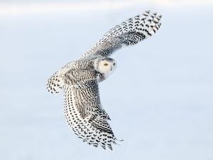 迫力 飛んでいる鳥画像 壁紙 カッコイイ 優美 おにぎりまとめ