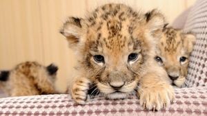 野生のライオン生態が意外と面白い ライオンの赤ちゃん画像も おにぎりまとめ