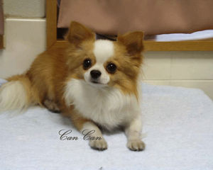 かわいい 日本の人気犬種ランキング おにぎりまとめ