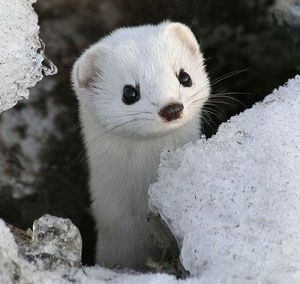 もふもふ オコジョがかわいすぎる件 白い天使 おにぎりまとめ