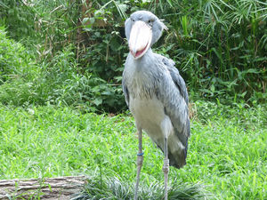 パンダだけじゃない 上野動物園おすすめ動物 おにぎりまとめ