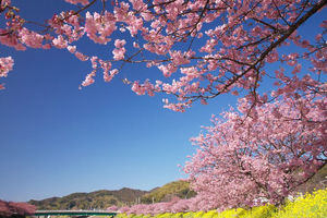 桜 の画像 写真 イラスト おにぎりまとめ