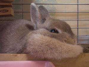 マフマフ 立派な襟巻きを持ったうさぎ画像集 肉垂 11月6日19枚追加 おにぎりまとめ