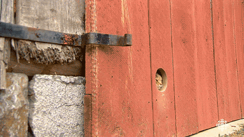 爆笑 ５秒で笑えるネコ動画 傑作選2 猫 ねこ Gif画像 おにぎりまとめ