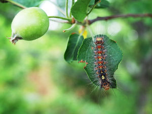 いやぁぁぁあああ 世界の毛虫が色とりどりで無駄におしゃれ おにぎりまとめ