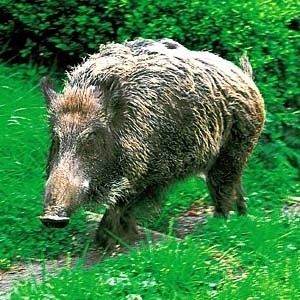 動物 イノシシの画像を集めてみた おにぎりまとめ