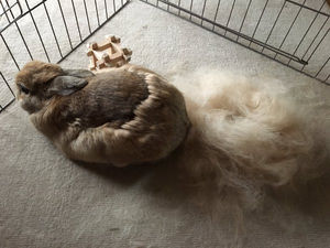 まじかw ﾟﾛﾟ うさぎの換毛期がなんだか激しいご様子 おにぎりまとめ