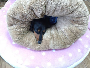 犬をダメにするクッション しまむらホイホイ がすごい おにぎりまとめ