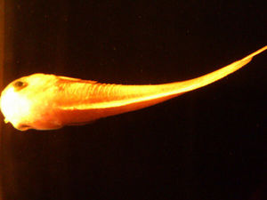 暑い夏に 深海魚 見て涼しくなってくださいｗｗｗ おにぎりまとめ