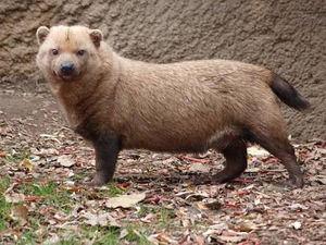 イヌか はたまたタヌキか キュートな動物 ヤブイヌ の魅力 おにぎりまとめ