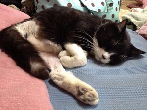 Twitterで人気のわさびちゃん 写真付きツイートまとめ（ほぼ全て載せて 