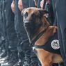 フランスのテロ銃撃戦で警察犬が犠牲に…全世界で追悼のはずが？