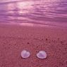 あの超有名カップルが新婚旅行で訪れた！幻の砂浜「ピンク・サンド・ビーチ」がほんのりピンク色で美しい！