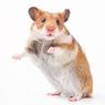【小動物】キュン死したい人向け♪小動物画像集【かわいい】