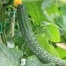 きゅうりの育て方・きゅうり栽培まとめ・家庭菜園・プランター・ガーデニング