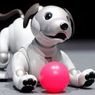 育てる喜びや愛情の対象　犬型ペットロボット「aibo（アイボ）」
