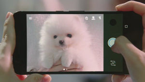 ギガちゃん ポメラニアンのブームくるか ギガちゃん似の可愛い子犬の探し方 おにぎりまとめ