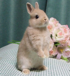 世界一小さいうさぎ ネザーランドドワーフがかわいい画像まとめ いっぱい おにぎりまとめ