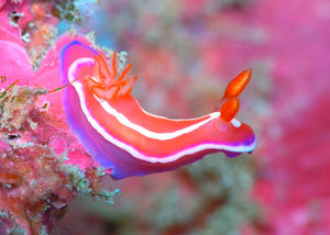 ハデ過ぎない 世界のカラフルな生き物たち おにぎりまとめ
